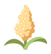 Cash crop